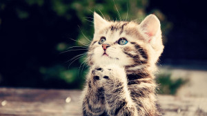 Cute Facts